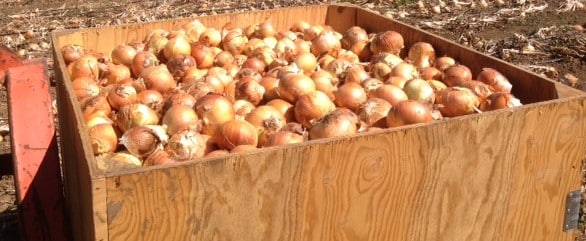 onion-harvest