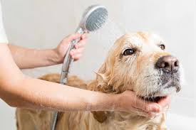 Pet Groomer